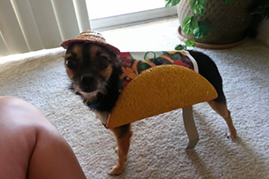 Samantha Lawrence's Dog